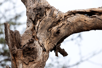 Spotted owlet camouflaged with the tree trunk  at Jhalana leopard reserve, Jaipur,  India