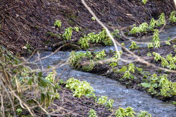ふきのとうが芽を出し、春の訪れを告げる北海道の山中にある小川