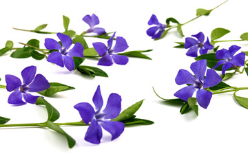 Fototapeta na wymiar Blue periwinkles isolated on white background. Spring flowers.