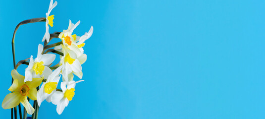 Daffodil banner copy space. White and yellow daffodils on a blue background. Flower with orange center. Spring flowers. A simple daffodil bud. Narcissus bouquet. Floral concept.