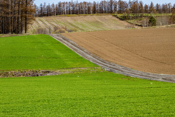 広大な北海道でどこまでも続くかのように見える発芽前の牧草地