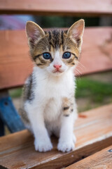 Tabby cat with blue eyes sitting on the bench. Close-up view of kitten.