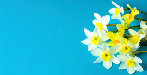 Fototapeta na wymiar Daffodil banner copy space. White and yellow daffodils on a blue background. Flower with orange center. Spring flowers. A simple daffodil bud. Narcissus bouquet. Floral concept.