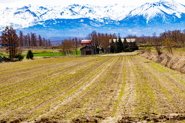 規則的に植えられ芽が出てきた牧草畑
