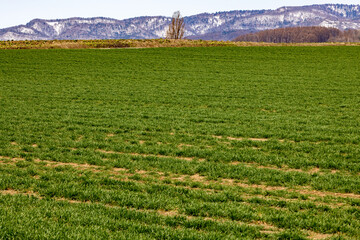 手前に広がる新芽で満ちた牧草畑と奥に広がる発芽を待つ畑