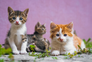 Fototapeta na wymiar Little gray tabby cat. Blurred kittens with beautiful blue eyes in background.