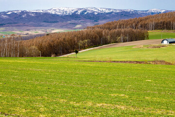 広大な牧草地帯と、防風林の向こうにも広がる雪が残った山