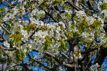 Cherry blossoms. Flowers on the branches of a tree. Blooming tree against the blue sky.