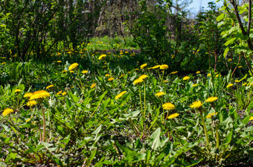Glade with dandelions. Yellow spring flowers. Dandelions.