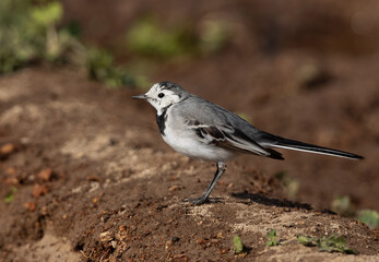 White wagtail at Buri farm, Bahrain