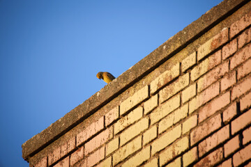 Ein Grünfink sitzt in der Abendsonne auf dem Simms eines Daches.
