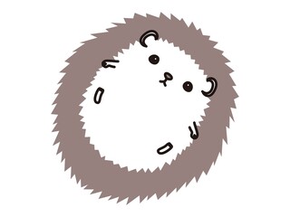寝転がって仰向けのハリネズミ