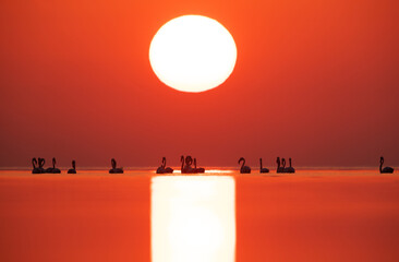 Greater Flamingos and dramatic sunrise at Asker coast, Bahrain