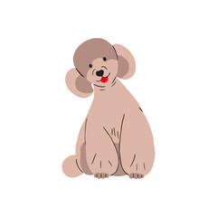 Cute Poodle sitting. Funny adorable puppy. Lovely canine animal. Happy smiling fluffy pup. Flat vector illustration isolated on white background