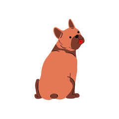 Cute puppy of  French Bulldog breed, sitting with tongue out. Funny canine animal. Happy short haired doggy. Flat graphic vector illustration isolated on white background