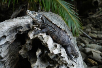 Green Crocodile Iguana Lizard sitting on a log in Costa Rica