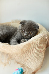 Cute british gray kitten playing with blue toys mouse at home, funny cat. Love animals, pet.