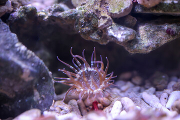 Eine Glasrose im Meerwasseraquarium. Glasrosen sind Anemonen und somit Tiere.
