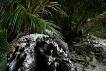 Green Crocodile Iguana Lizard sitting on a log in Costa Rica