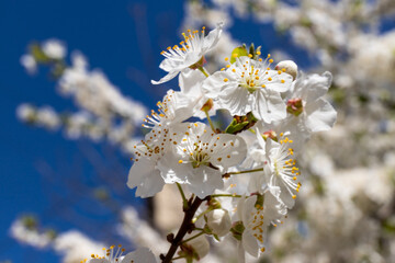 Beautiful branches of blossoming cherries. Beautiful abstract spring background.