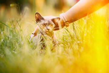 Woman Stroking Funny Young Gray Devon Rex Kitten Sitting In Green Grass Short-haired Cat Of English Breed.