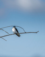 A Tree Swallow (Tachycineta bicolor) perches on a tree at the Sepulveda Basin Wildlife Reserve in Van Nuys, CA.