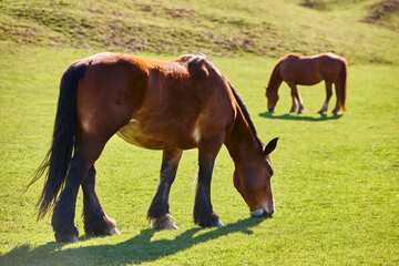 Obraz premium Horses in a green valley. Castilla y Leon mountain landscape