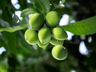 Close-up of fresh green mango hanging, Mango field, mango farm. Agricultural concept, Agricultural industry concept, Green fruit is growing on a tree, Bunch of green mango on tree in garden.