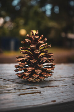 pine cones on wood