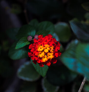 red and yellow flower