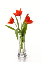 Bouquet of red tulips in a glass vase isolated on a white background