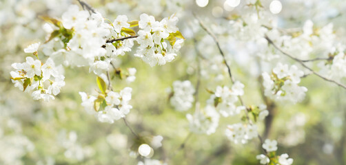 Fototapeta na wymiar beautiful tree blossom festival background, sunshine on blooming apple tree flowers in spring on blurred soft background with bokeh lights