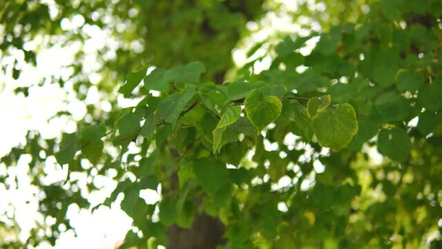 Green linden foliage in a wind close-up