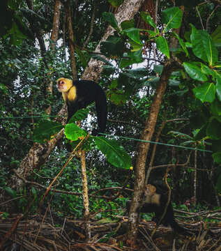Cebus Monkey on a tree