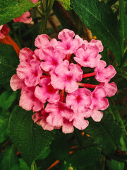 Obraz premium pink rose bush