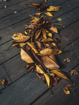 leaves on wooden table