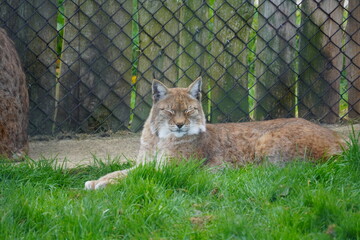 Eurasian lynx