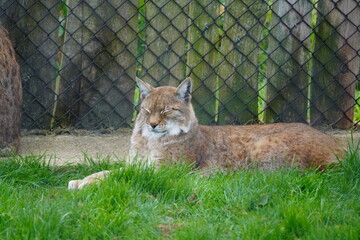 Eurasian lynx