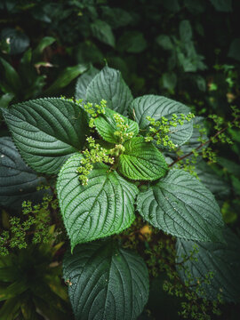 leaves in a garden
