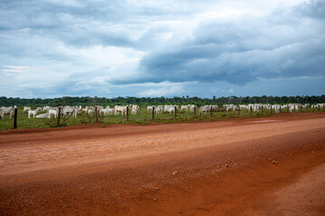 Beautiful view of the BR-230 Transamazonica road, deforestation icon surrounded by cattle herd farm...