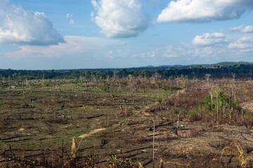 Amazon rainforest illegal deforestation. Cattle farm burn forest trees to open pasture in Amazonas,...