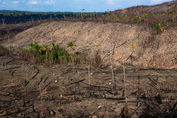 Amazon rainforest illegal deforestation. Cattle farm burn forest trees to open pasture in Amazonas,...
