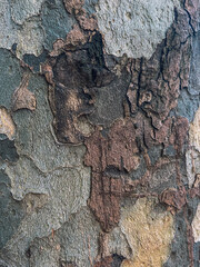 yellow-green-brown tree bark with an unusual pattern in the shape of a scary fairy-tale beast