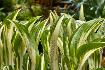 Obraz premium Hosta growing in the Dales smallholding garden