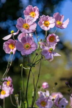 Anemone hupehensis praecox pink petal simplicity flowering plant, windflowers flowering plants in the garden © Iva