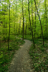 Forest landscape, sunny daytime, no people