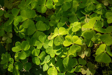 Fresh green cloverleaf filed on a forest floor. Close up shot, top view, sunny day, no people