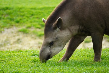 Fototapeta premium South American tapir