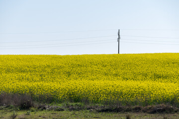 Countryside landscape full of yellow little flowers, Juan Lacaze, Colonia, Uruguay.