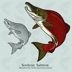 Sockeye Salmon. Vector illustration with refined details and optimized stroke that allows the image to be used in small sizes (in packaging design, decoration, educational graphics, etc.)